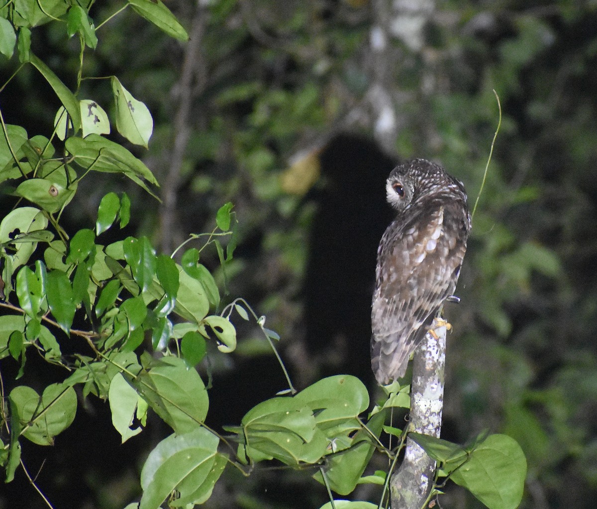 African Wood-Owl - ML550905141