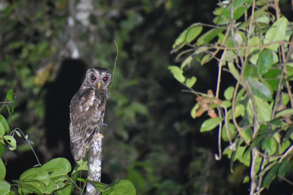 African Wood-Owl - ML550905151