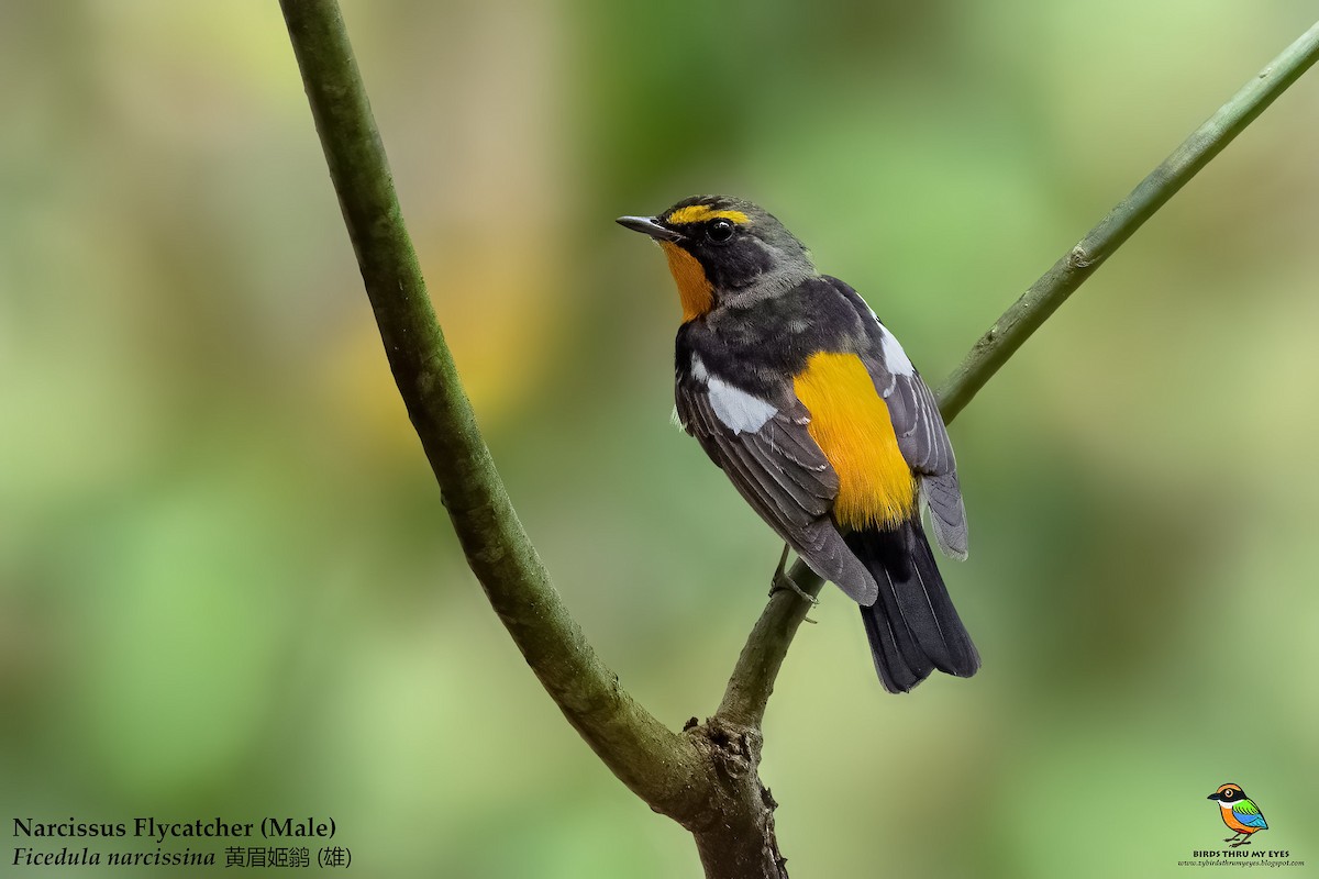 Narcissus Flycatcher - ML550905691