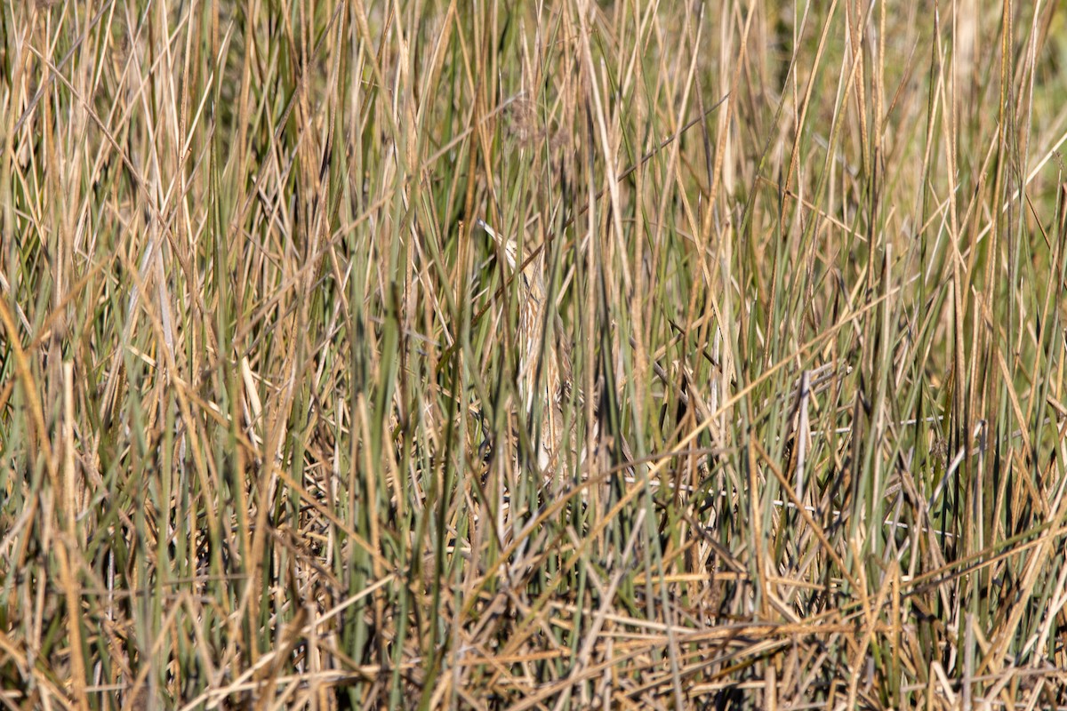 American Bittern - Tristan Yoo