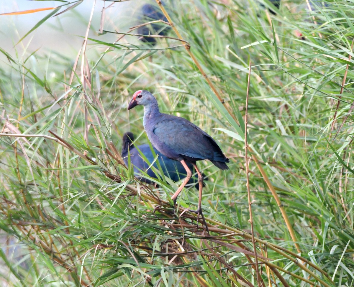 Gray-headed Swamphen - ML550909841