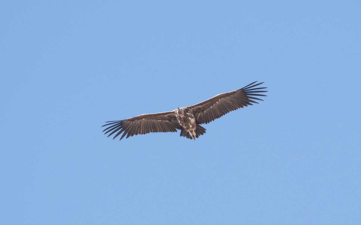 Lappet-faced Vulture - ML550910111