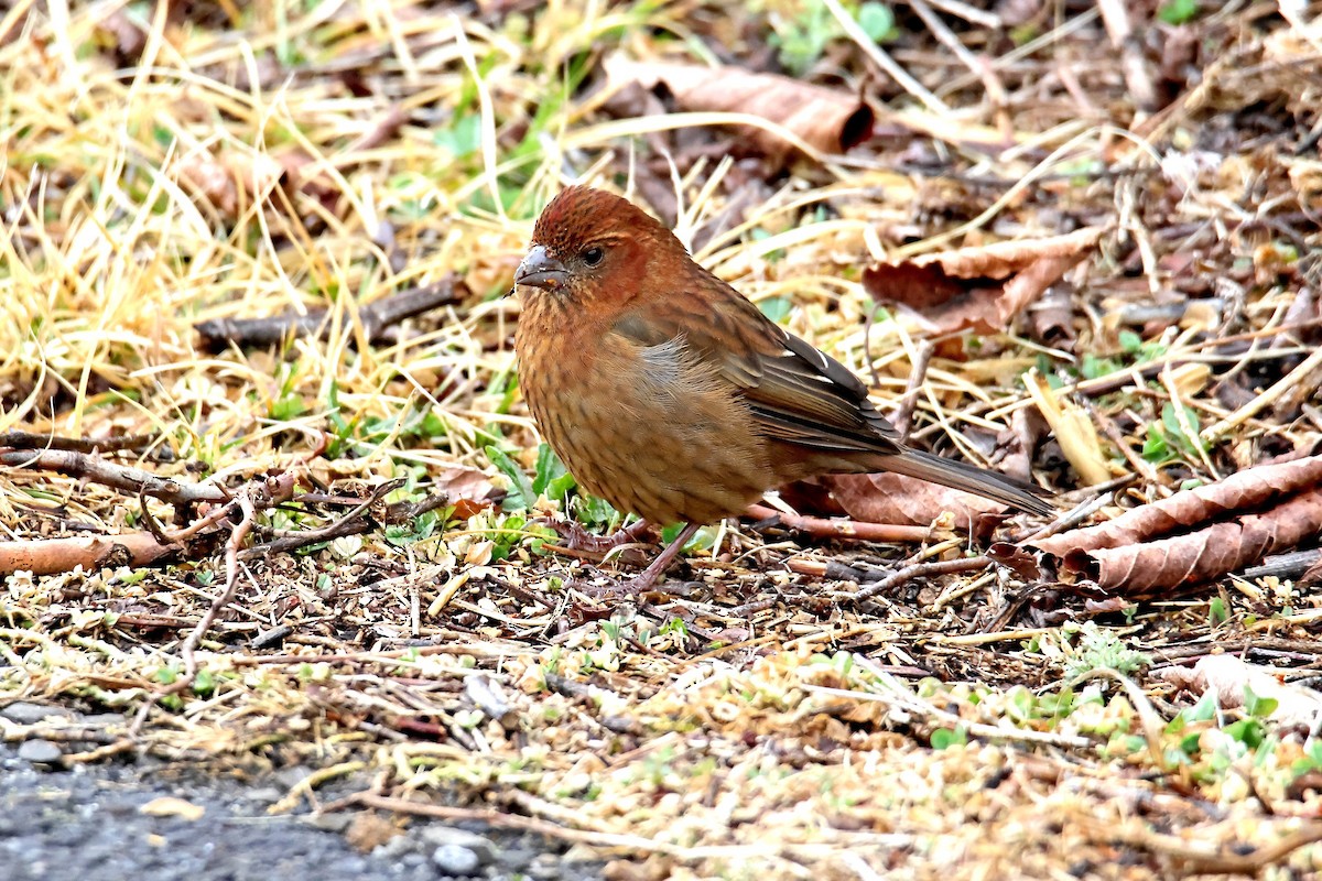 Camachuelo de Formosa - ML550910161