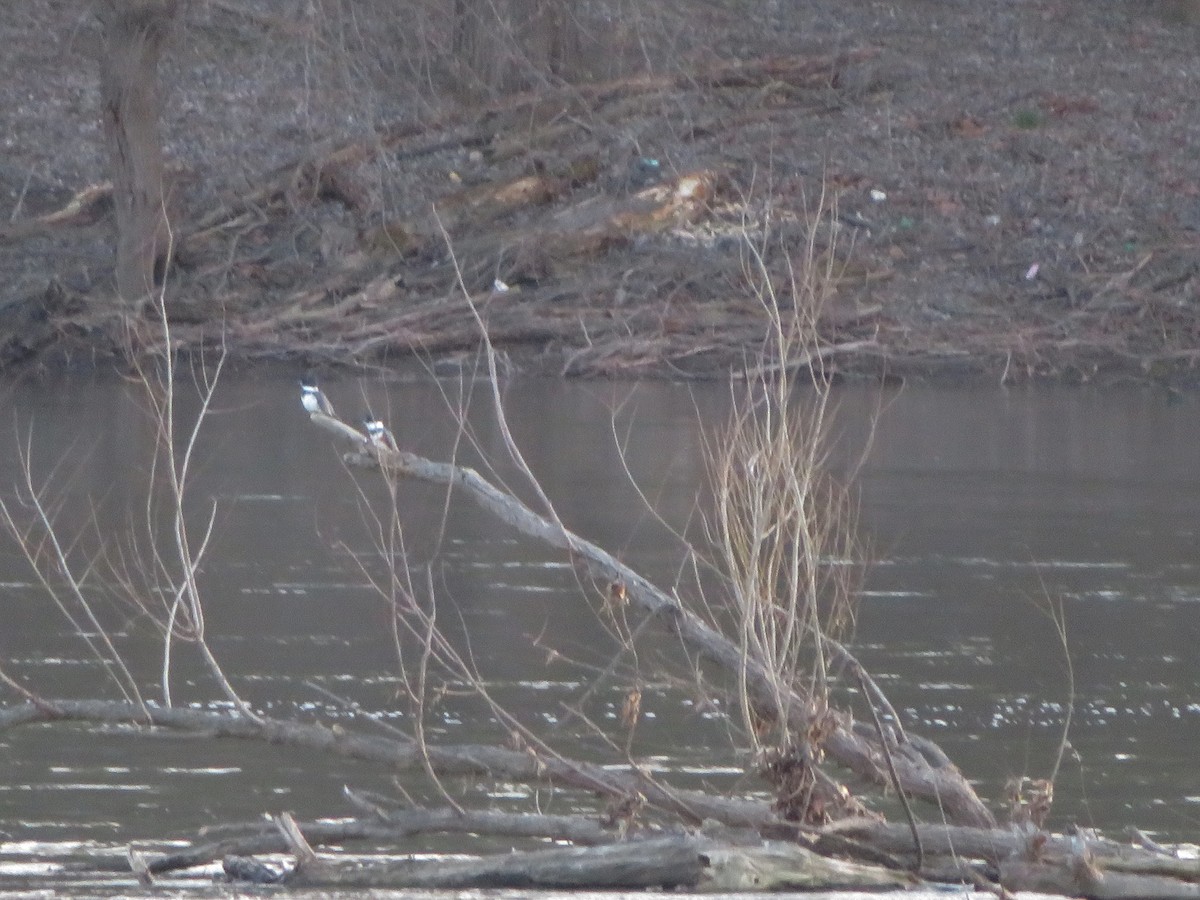 Belted Kingfisher - ML550910681