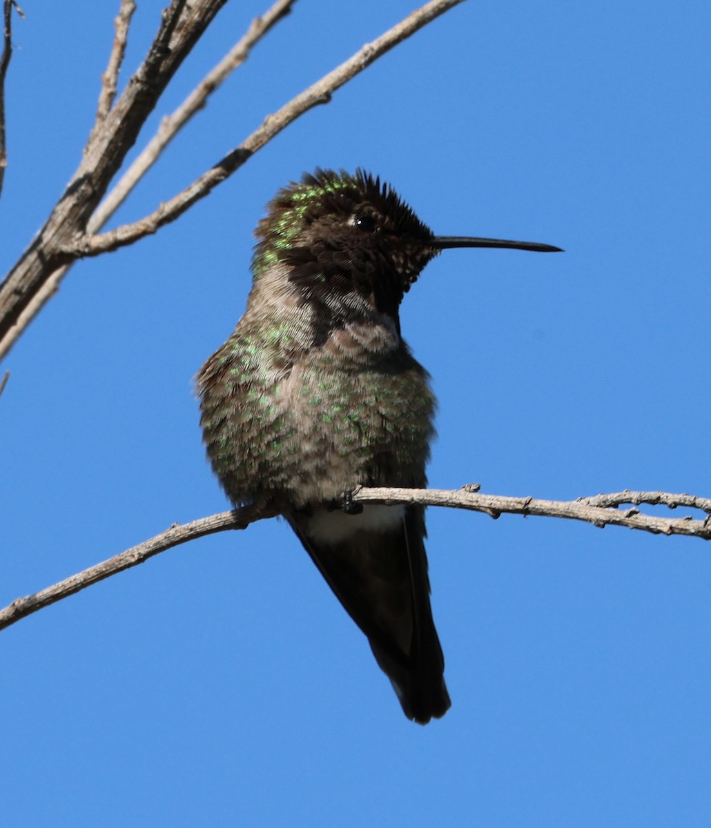 Anna's Hummingbird - ML550910981