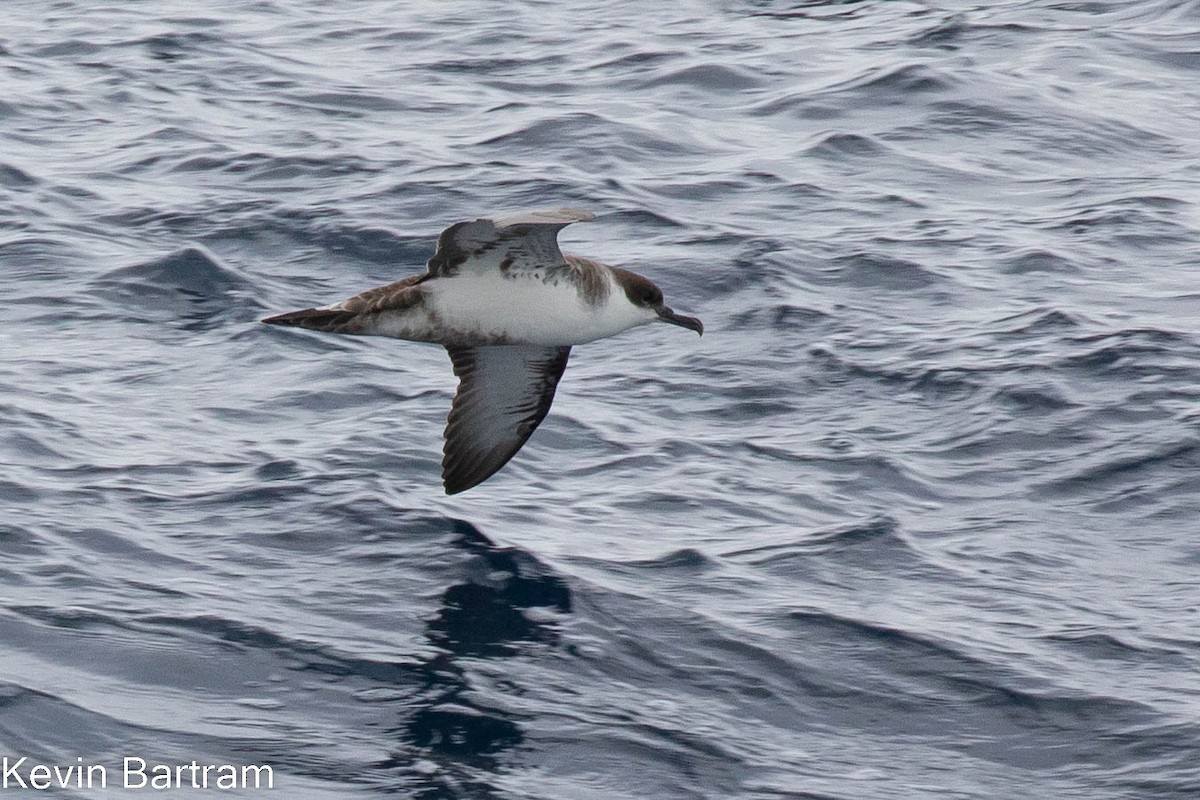 Great Shearwater - Kevin Bartram