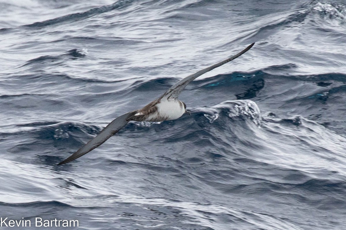 Great Shearwater - Kevin Bartram