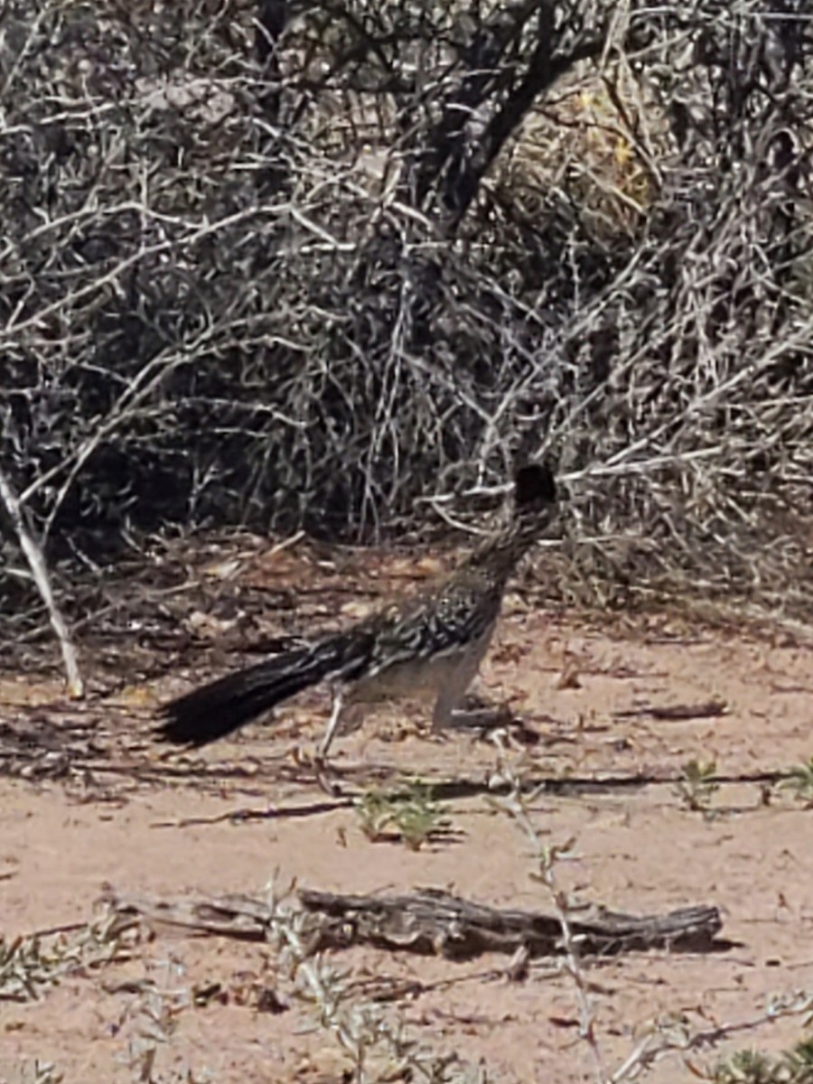 Greater Roadrunner - ML550911421