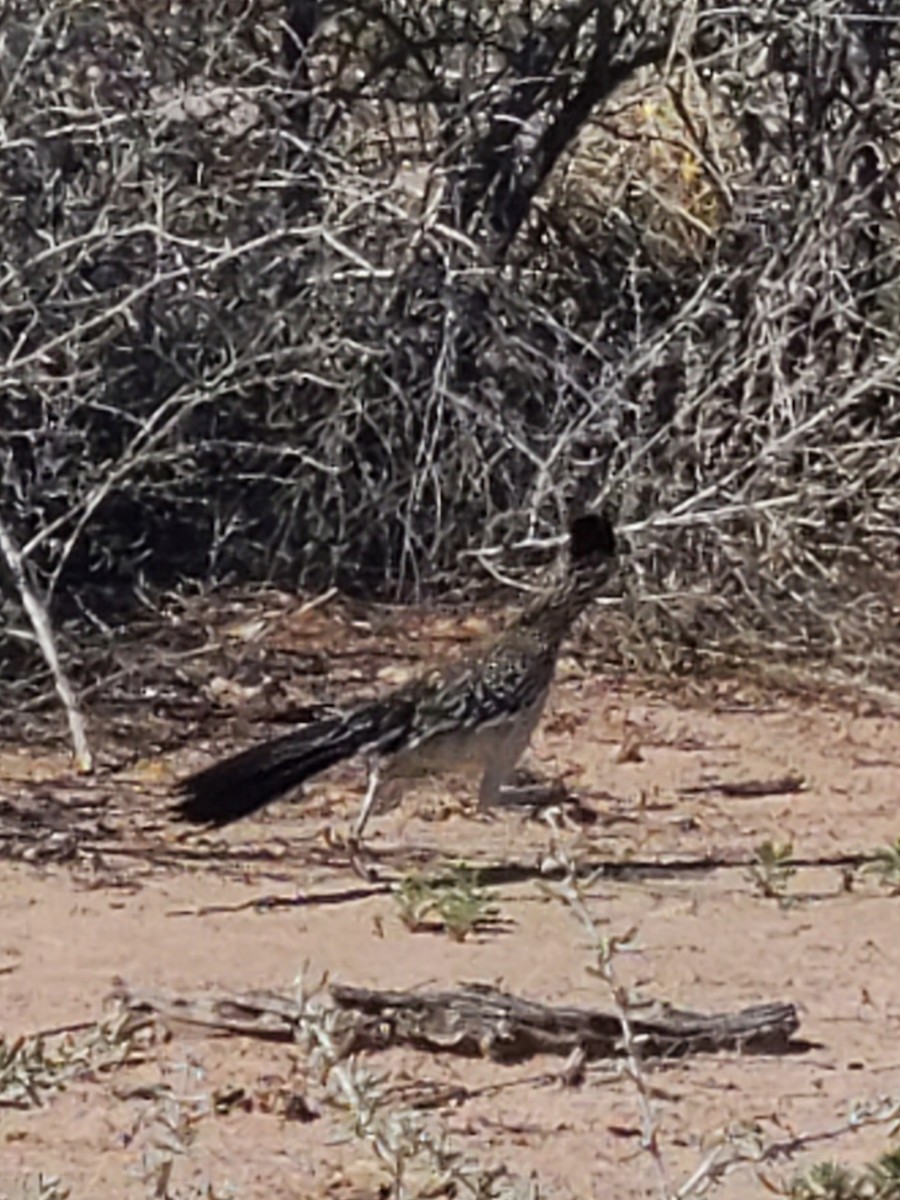 Greater Roadrunner - ML550911421