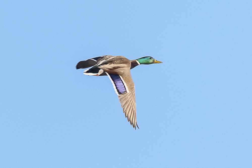 Mallard - ML550911841