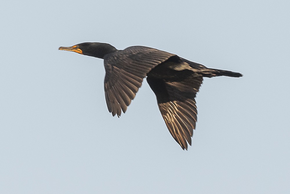 Double-crested Cormorant - ML550912621