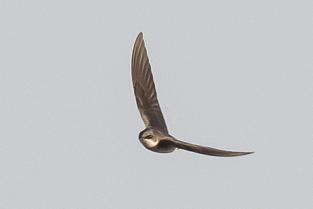 Northern Rough-winged Swallow - ML550912681