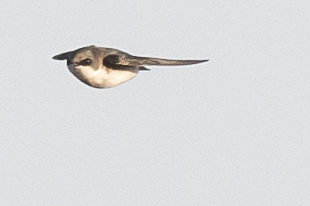 Northern Rough-winged Swallow - ML550912691
