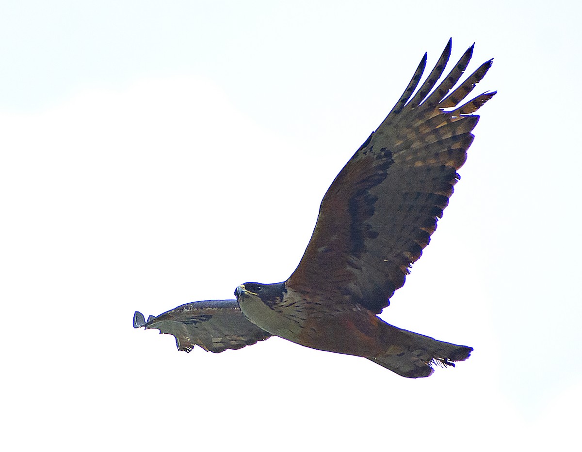 Rufous-bellied Eagle - ML550913151