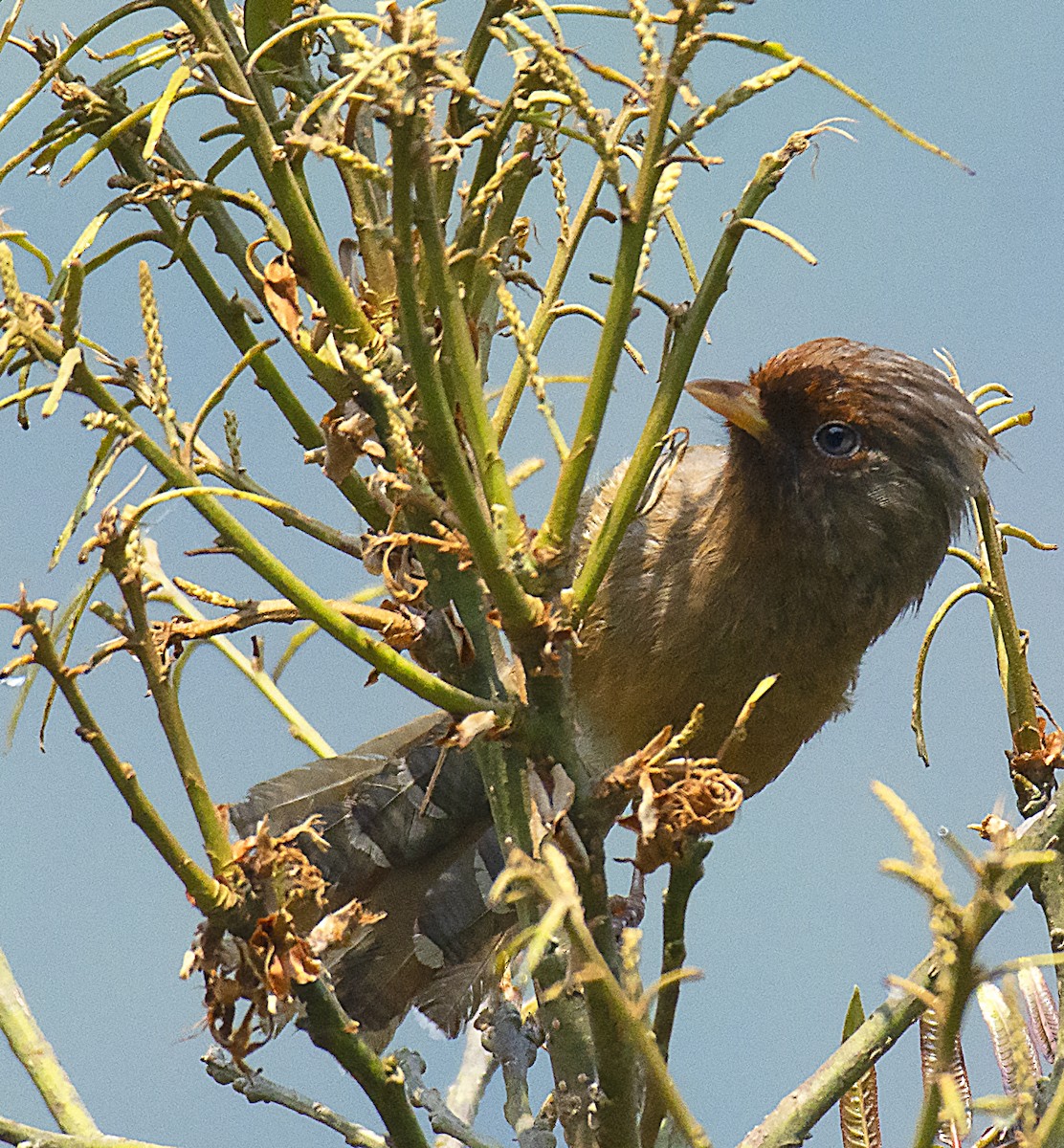 Rusty-fronted Barwing - ML550914301