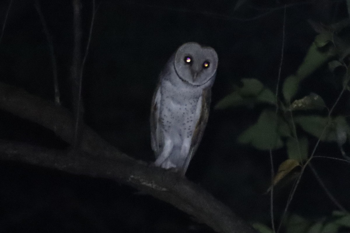 Barn Owl (Eastern) - ML550914421