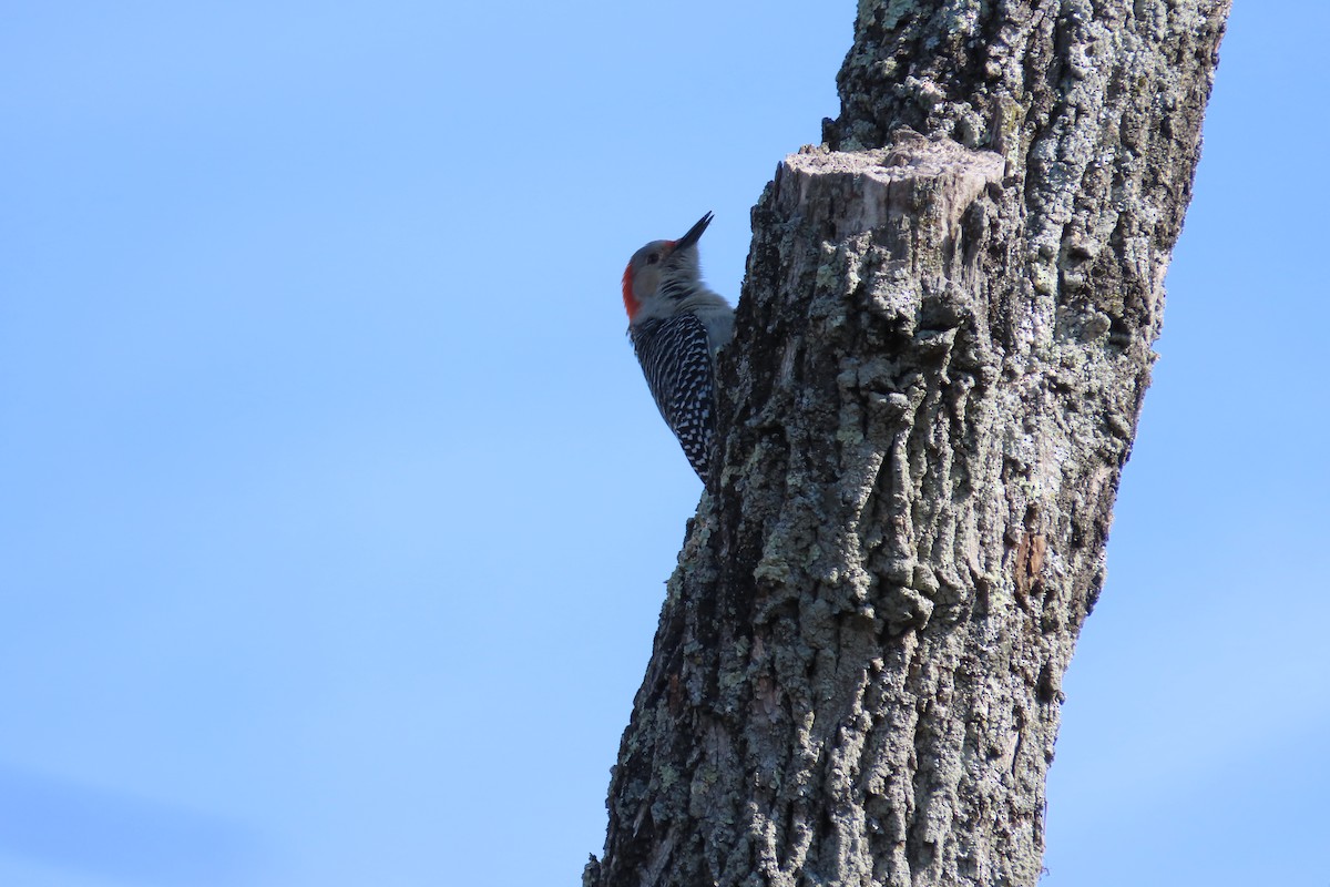 Red-bellied Woodpecker - ML550914971