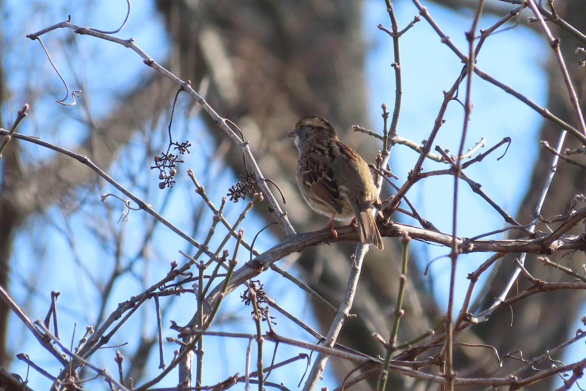 White-throated Sparrow - ML550915461