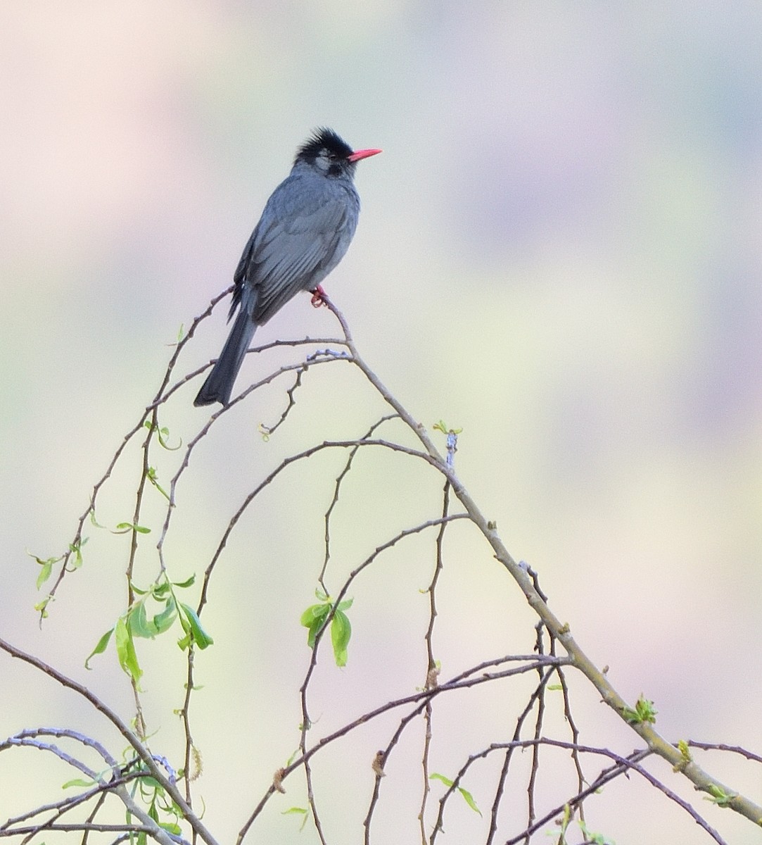 Bulbul Negro - ML550915541