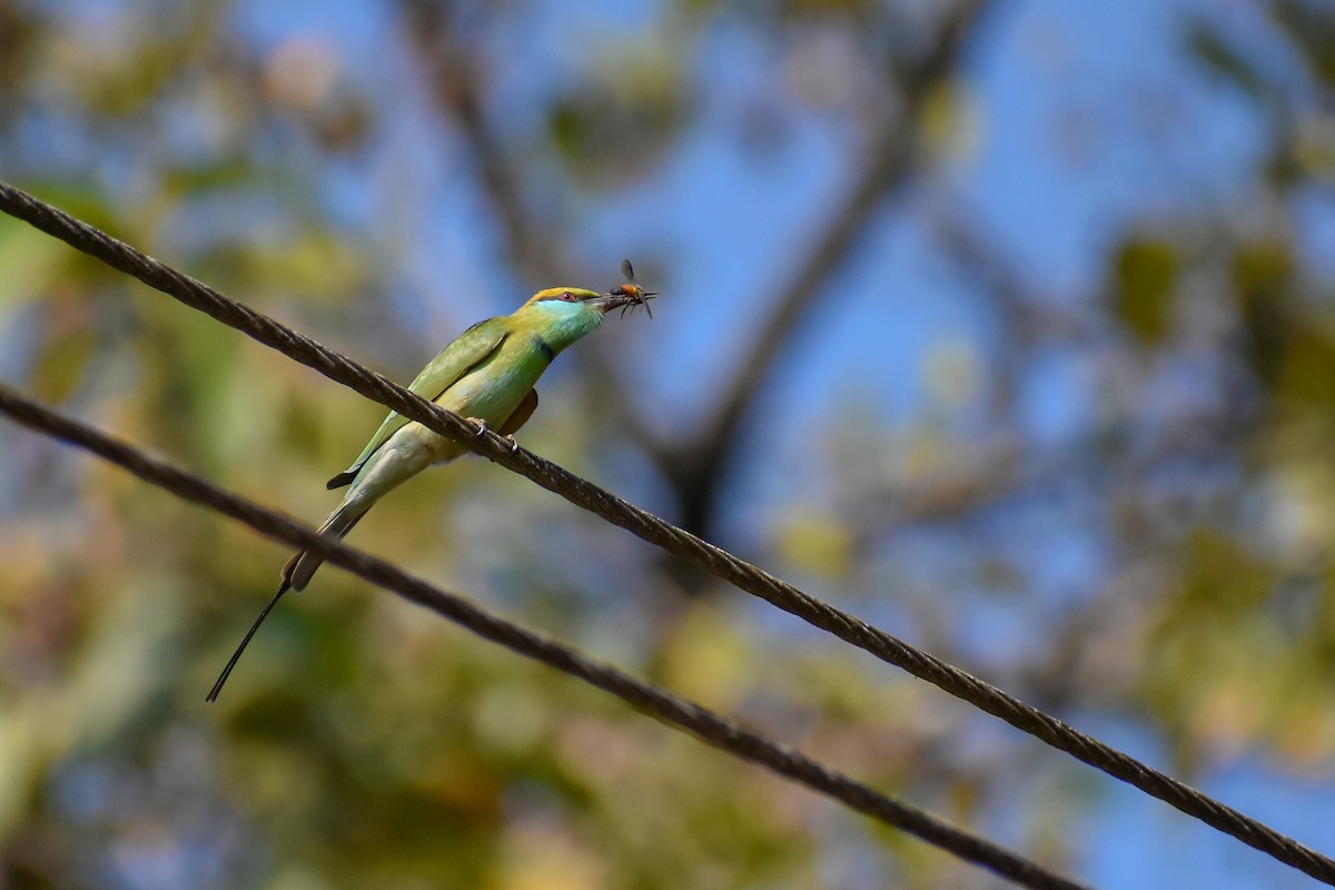 Asian Green Bee-eater - Vizz Vishwanath