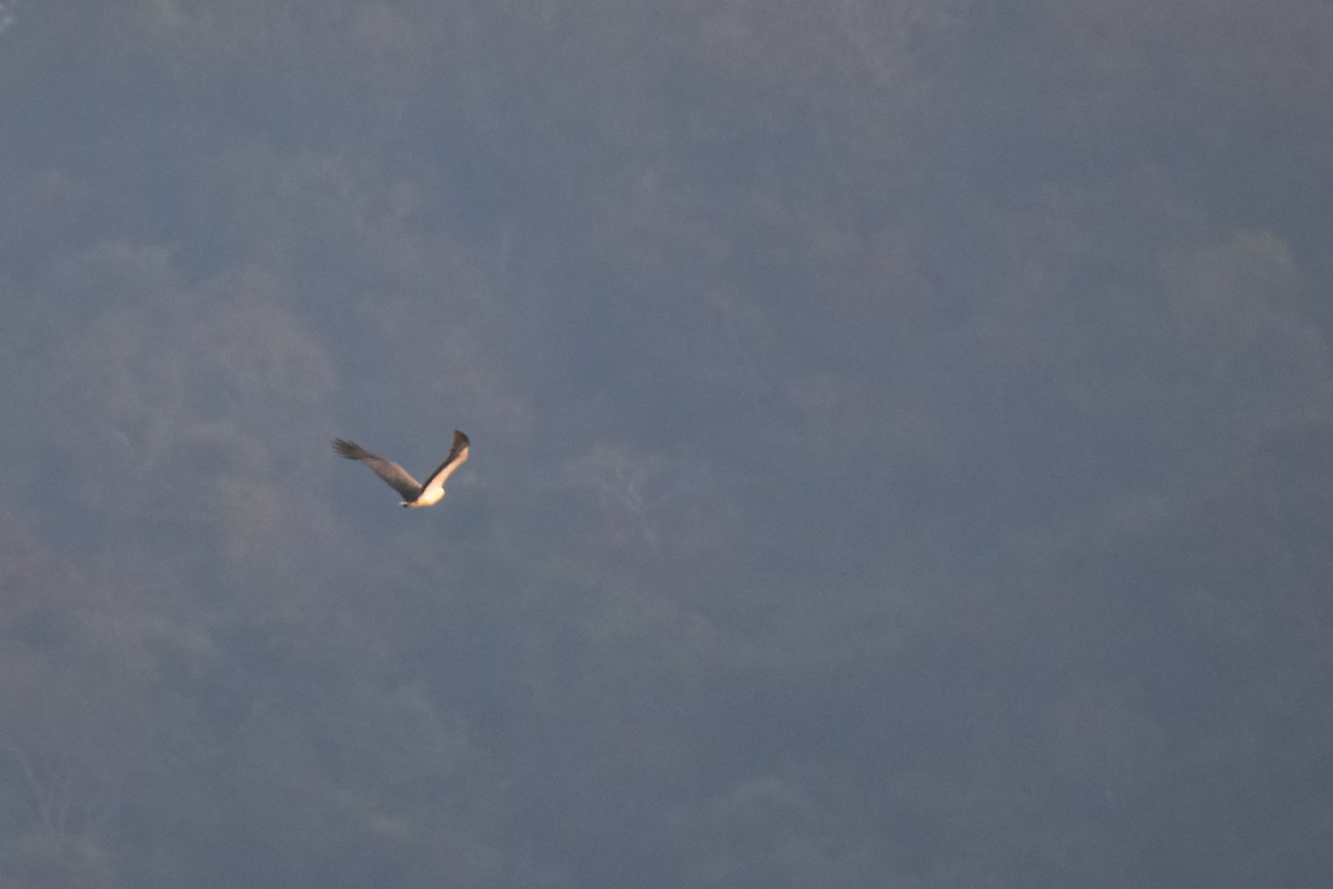 Белобрюхий орлан - ML550915931