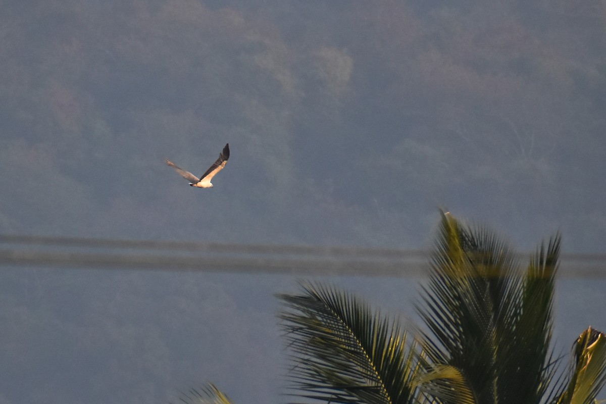 White-bellied Sea-Eagle - Vizz Vishwanath