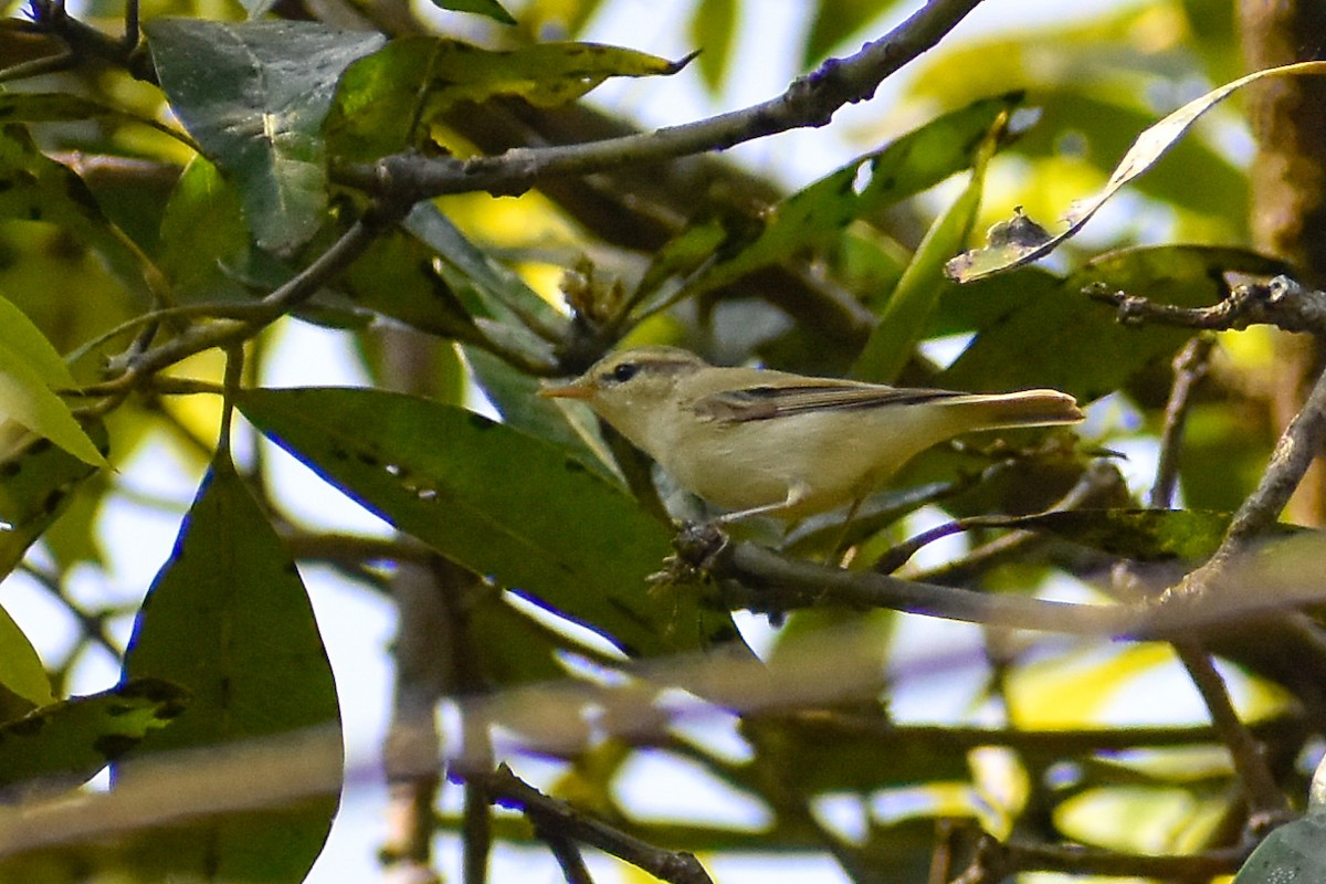 Greenish Warbler - ML550916061