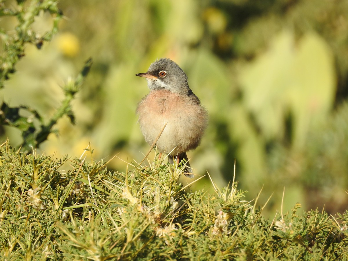 Spectacled Warbler - ML550916641