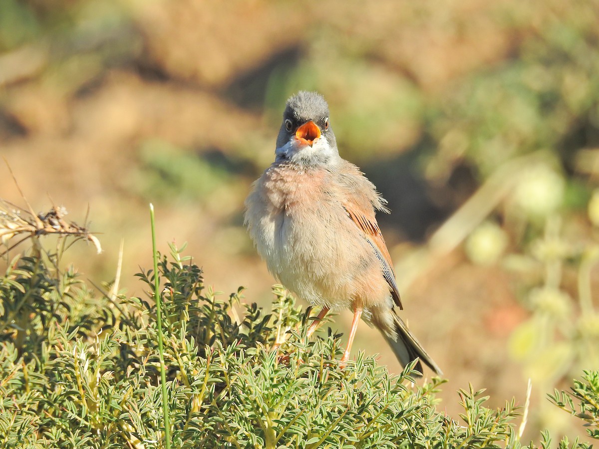Spectacled Warbler - ML550916711