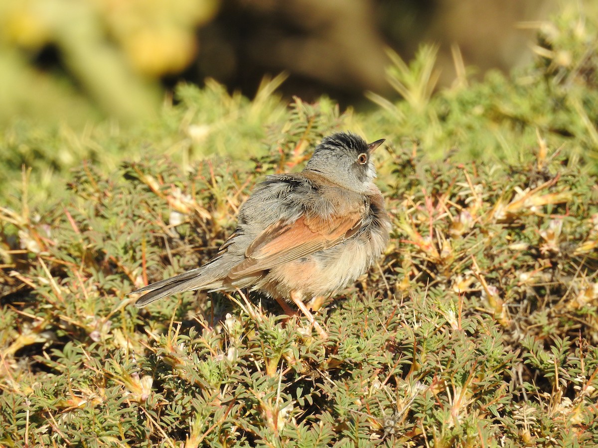 Spectacled Warbler - ML550916721