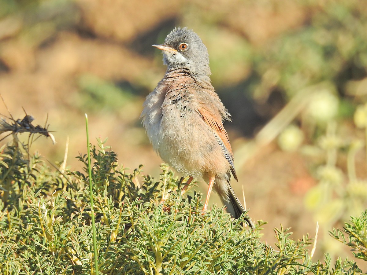 Spectacled Warbler - ML550916731