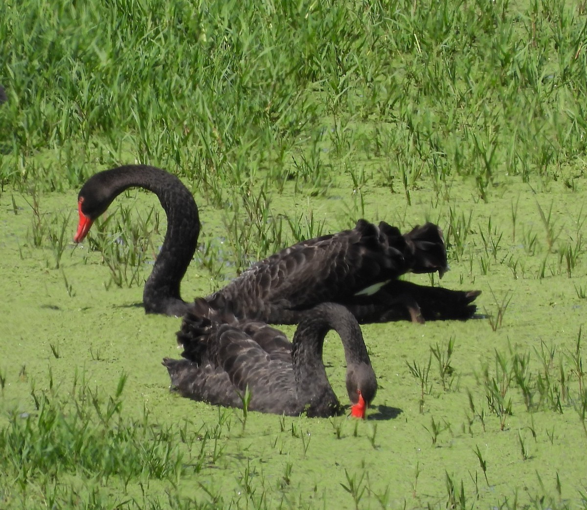 Black Swan - ML550917281