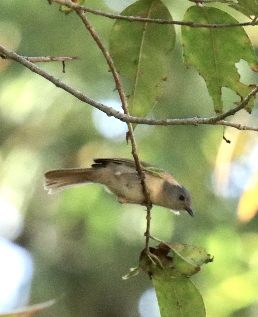 Brown-cheeked Fulvetta - ML550918031