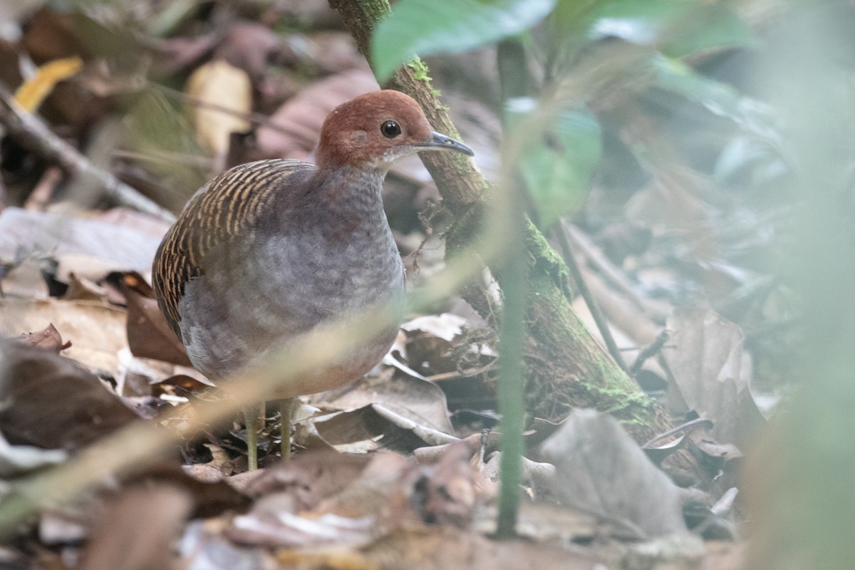 Barred Tinamou - Stéphane  Aubert