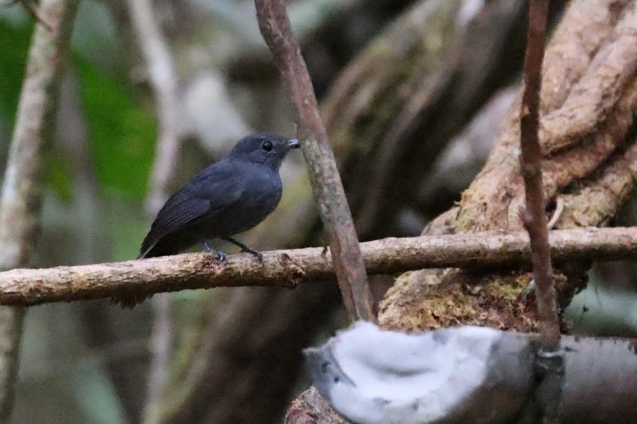 Cinereous Antshrike - ML550919311