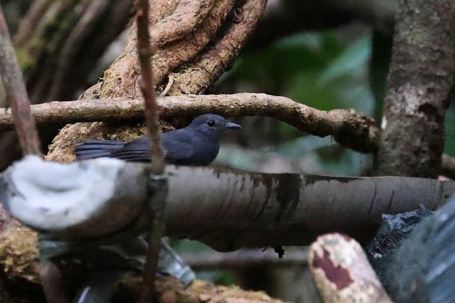 Cinereous Antshrike - ML550919321