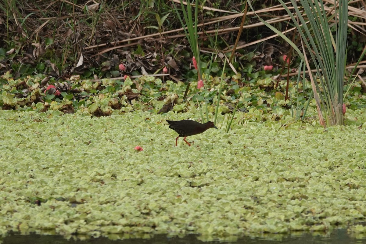 Ruddy-breasted Crake - Chin yu Li