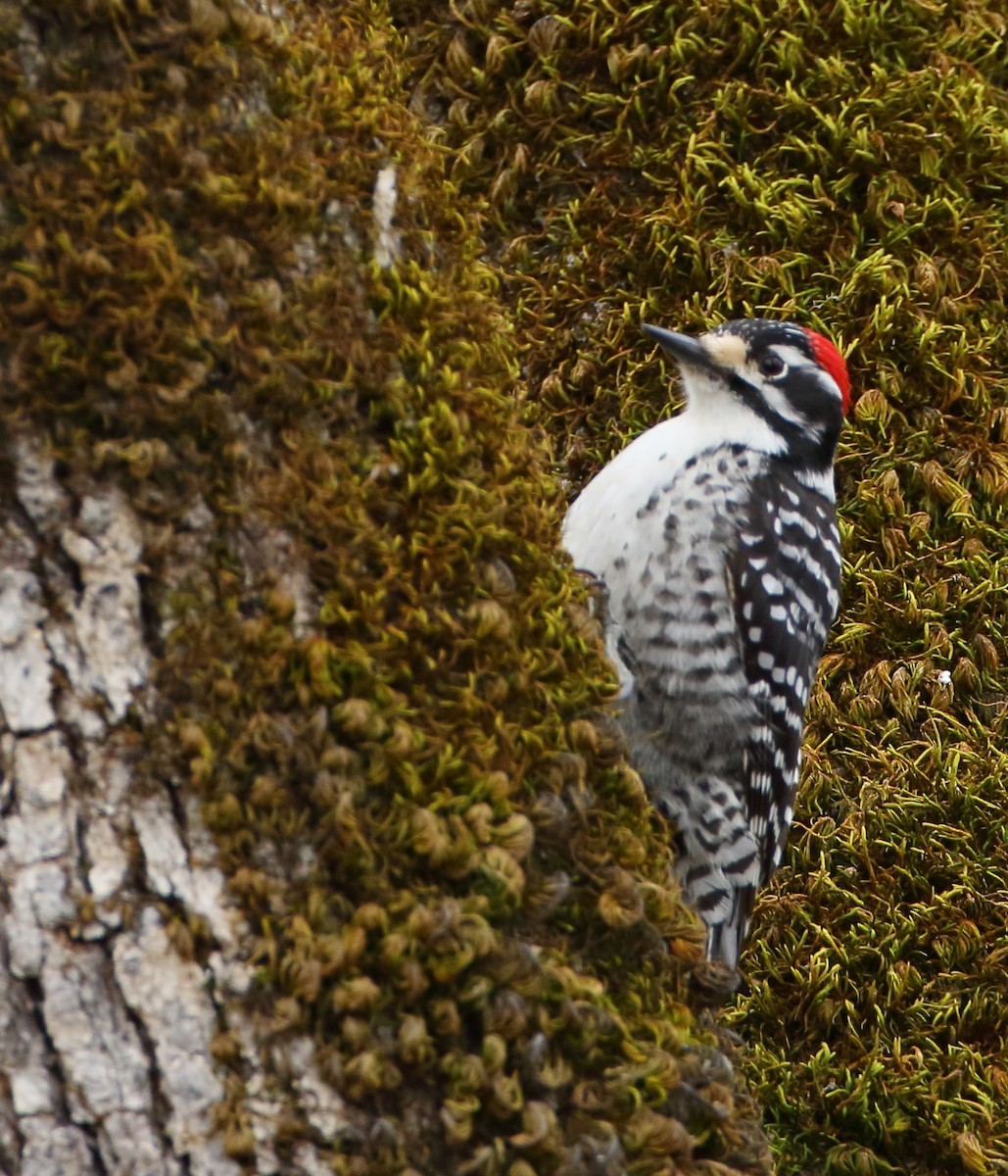 Nuttall's Woodpecker - Kent Leland