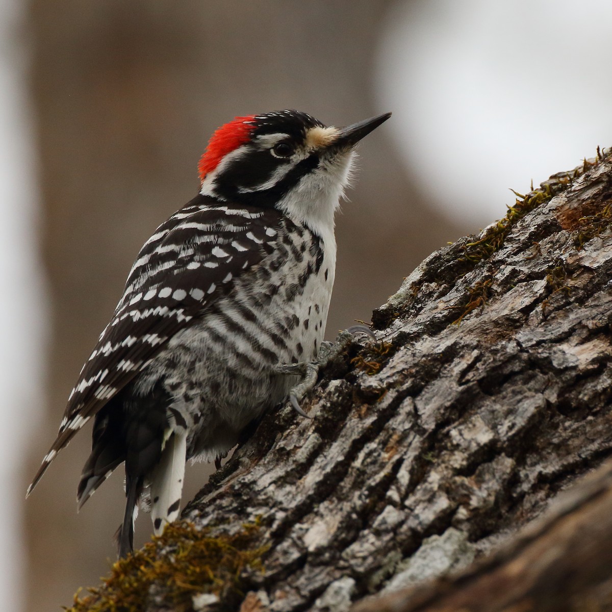 Nuttall's Woodpecker - ML550920601