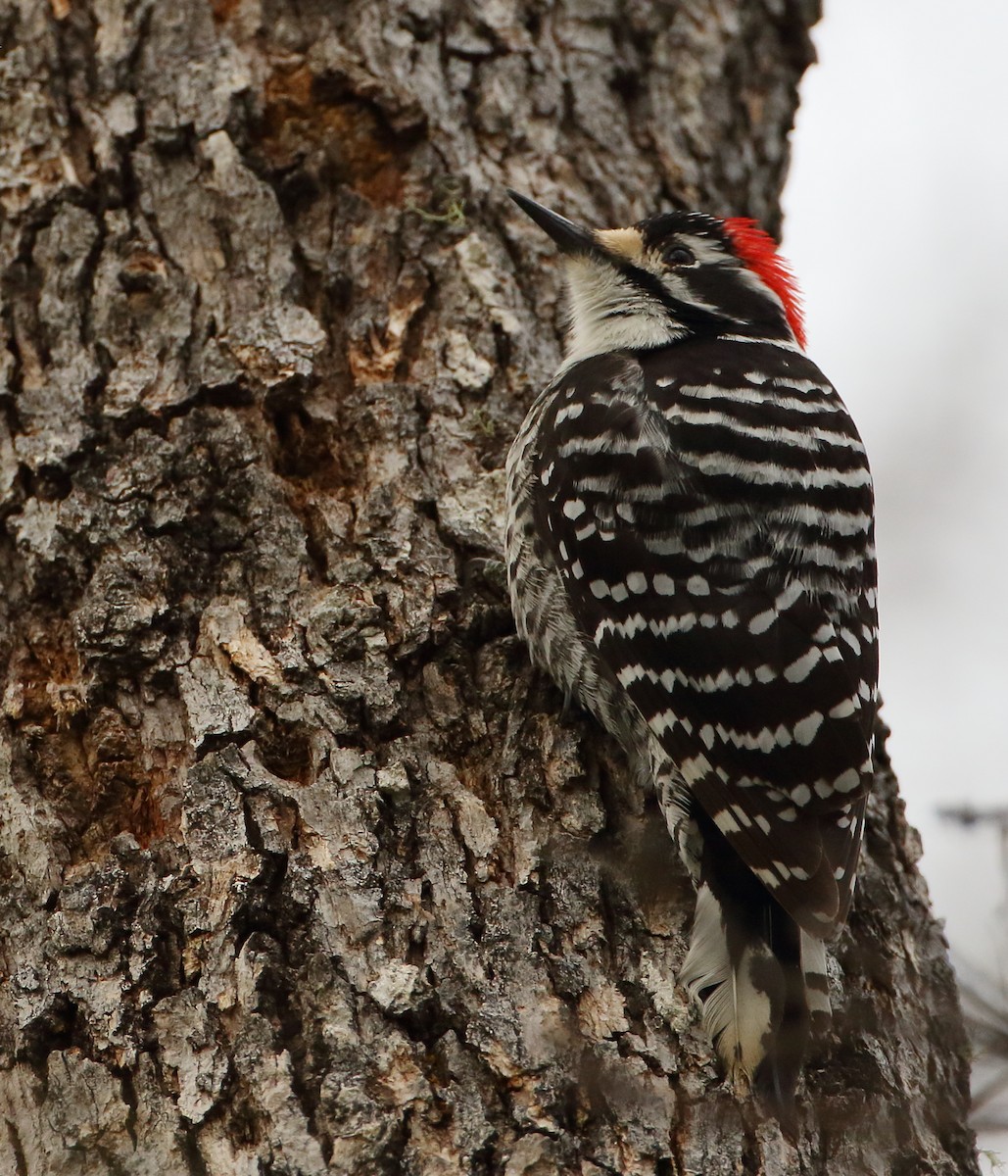 Nuttall's Woodpecker - ML550920651