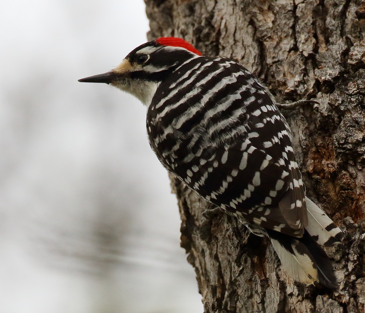 Nuttall's Woodpecker - ML550920851