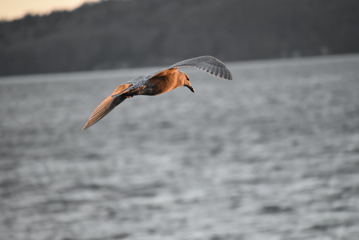 Gaviota Occidental - ML550921231