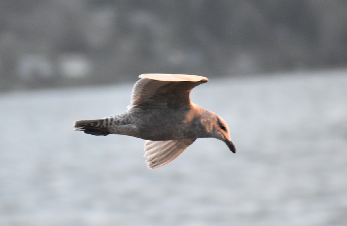 Gaviota Occidental - ML550921261