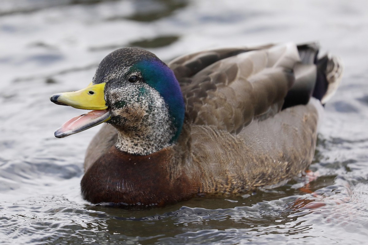 Mallard x American Black Duck (hybrid) - ML550923801