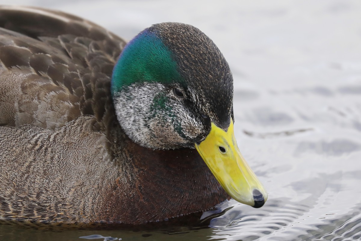 Mallard x American Black Duck (hybrid) - ML550923811