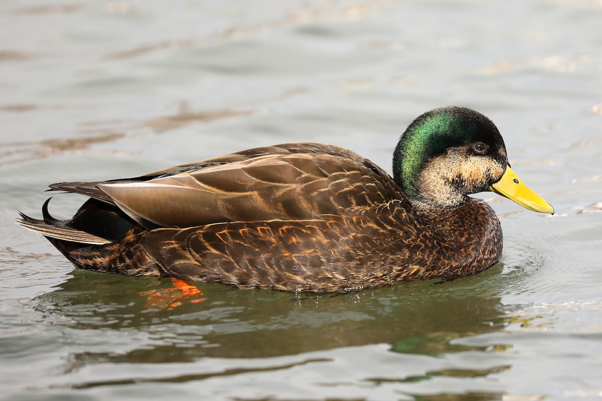 Mallard x American Black Duck (hybrid) - ML550923821