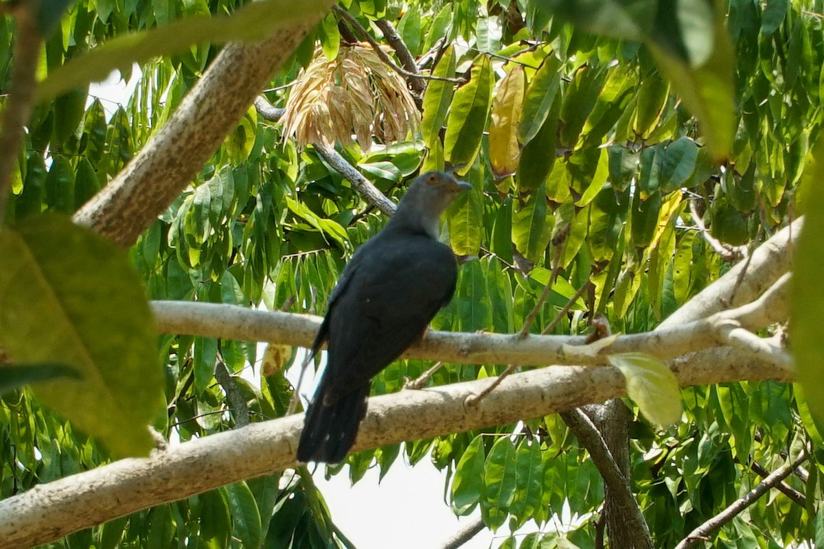 Himalayan Cuckoo - ML550923871