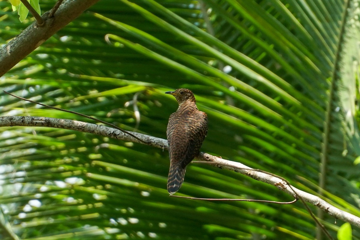 Himalayan Cuckoo - ML550923891