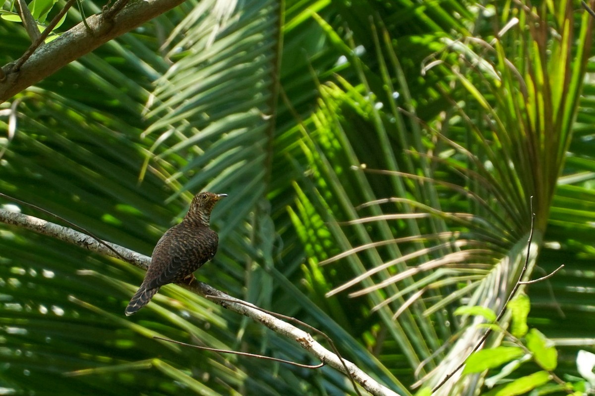 Himalayan Cuckoo - Poramin Watnakornbancha