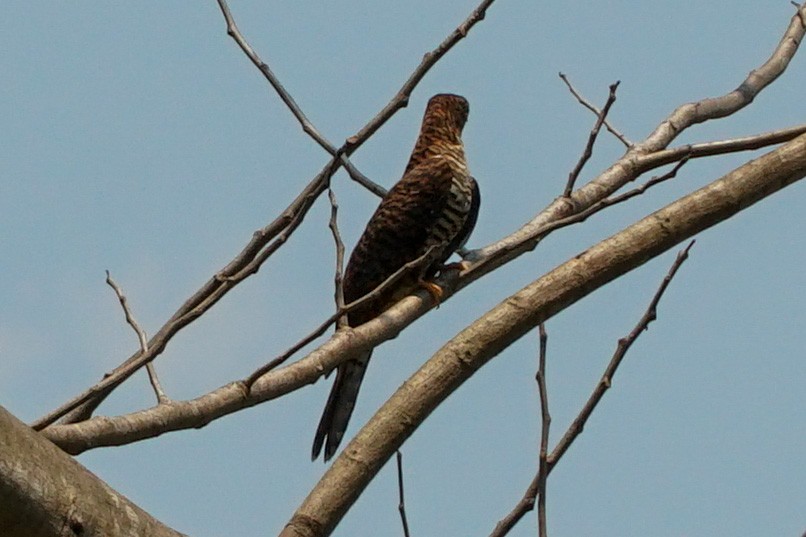 Himalayan Cuckoo - ML550923911